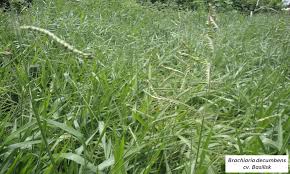 Image result for Urochloa brachyura