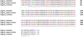 Image result for Vigna kirkii