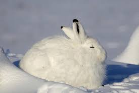 However, to survive under extreme, arctic pregnancy duration. Arctic Hare Https Ift Tt 2uymq0y Arctic Hare Arctic Animals Animals