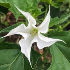 Image result for Datura inoxia