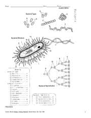 Free printable biology coloring pages for kids that you can print out and color. Taxonomy Coloring Book Name Date Period Eubacteria Protista Alcamo Edward Biology Coloring Workbook Random House New York 1998 1 Alcamo Edward Biology Course Hero