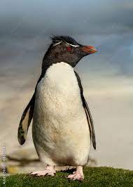 Close Up Of Southern Rockhopper Penguin Standing On Grass, Falkland  Islands. Stock Photo | Adobe Stock