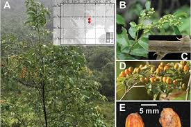 Image result for Rhamnaceae