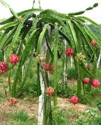 Does dragon fruit grow on trees. Daybreak Fiction The Notebook Of My Favourite Skin Trees Dragon Fruit Plant Dragon Fruit Tree How To Grow Dragon Fruit