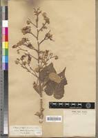 Image result for Abutilon longicuspe