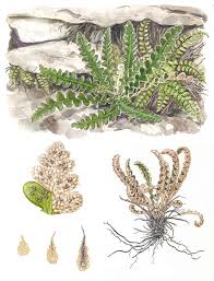 Image result for Asplenium cancellatum