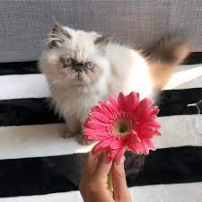 curious of sunflower first time to meet real flower b肥好襯紅色太陽花 flowers sunflower catsofinstagram cat catso instagram posts real flowers instagram