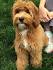 Neverland Doodles – Labradoodle Puppies Virginia, West ...