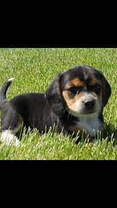 6 Week Old Beagle Puppy Lucy Cute Animals Puppies Beagle Puppy