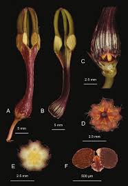 Image result for Ceropegia lugardiae