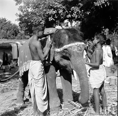 Elephants in Sonepur Cattle Fair, Bihar in 1952: This 1952 photograph captures the iconic Sonepur Cattle Fair in Bihar, where elephants once took center stage. Elephants were traded here for royal ceremonies,