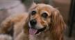 Golden Dox 101: what you need to know before getting one ...