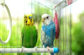 Breeders of exotic birds find blue to be the easiest color to attain when mating. Budgie Colour Types Varieties And Types Budgies Guide Omlet Uk