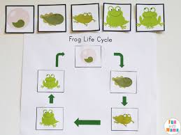 Plan for them to put it in their mouth if you have a mouther. Life Cycle Of A Frog For Kids Fun With Mama