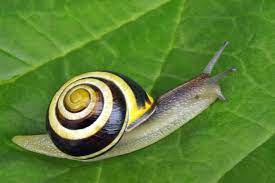 It is one of the most common species of land snail in europe, and has been introduced to north america. Datei Cepaea Nemoralis Linnaeus 1758 Jpg Wikipedia