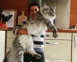 Maine Coon catの画像