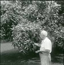 Image result for Antidesma rufescens