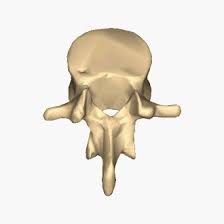 Image result for Lumbar vertebrae