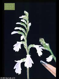 Image result for Holothrix randii