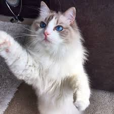 On My Down Time I Enjoy Modern Dance Nugget Is A Beautiful Blue Bicolor Ragdoll Cat Living In Chicago