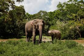 Cómo visitar el Parque Nacional de Yala ▷ GUIA 2024 | Locos x Perderse