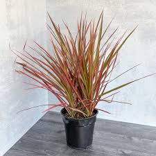 Image result for dracaena