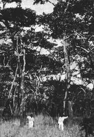 Image result for Oldfieldia dactylophylla