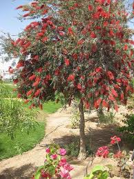 Good tree for native plantings and gardens. Bottle Brush Tree Bottle Brush Trees Landscape Plants Landscape Trees