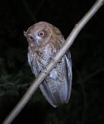 Check spelling or type a new query. Puerto Rican Owl Wikipedia