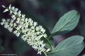 Image result for Iteaceae