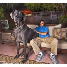 This Not Photoshop True To Size Largest Dog In The World He Lives In England Weighs Over 200 Pounds Amazing Love Tallest Dog Giant Dogs Big Dogs