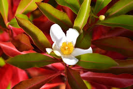 Image result for Limosella grandiflora