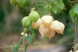 Image result for Cardiospermum grandiflorum