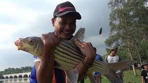 Nama saintifiknya adalah probarbus jullieni dan merupakan sejenis ikan yang terdapat di malaysia.) ikan ini semasa kecil dikenali dengan nama temoleh tetapi apabila saiznya menjadi sangat besar ia dikenali. Randuk Memburu Temoleh Youtube