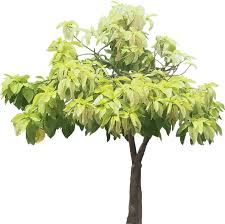 Image result for Pisonia