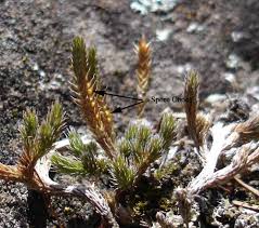 Image result for Selaginella molliceps