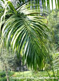 Image result for Roystonea oleracea