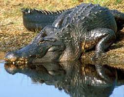 Jun 17, 2021 · each of these 6 abandoned places in connecticut has a story to tell. Tpwd The History Of Alligators In Texas