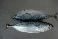 Slice the fillets thicker than usual sashimi slices and eat them with ponzu dressing. Bonita To Eat Or Not To Eat That Is The Question Bonita The Fish That Pulls Hard Fights Hard Bloody As Hell But Can Not Be Eaten