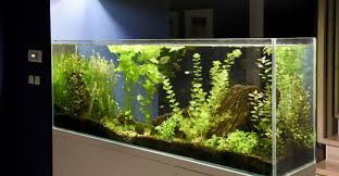 Keeping your aquarium clean not only affects its aesthetics but also affects water quality, which directly impacts your fish's health and. How Do I Keep My Fish Tank Clean Aquarist Club