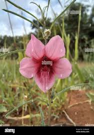 Image result for Sesamum alatum