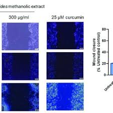 Image result for Momordica cardiospermoides