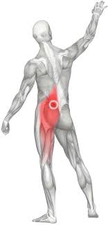 If you suspect that your glutes are inactive, take a step back in your training. Gluteus Low Back Muscles Bsr Physical Therapy