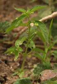 Image result for Micrococca mercurialis