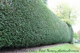 Maybe you would like to learn more about one of these? Evergreen Hedging Plants Frost Nursery