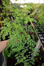 Image result for Adiantum comorense