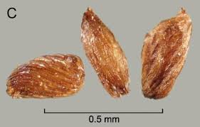 Image result for Striga aspera