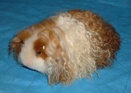 He will need some weekly grooming, and keeping his hair trimmed at floor level makes life easier. Introduction To Guinea Pig Species