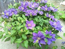 You can even use bijou clematis as a stunning hanging basket. Clematis Bijou Taylors Clematis