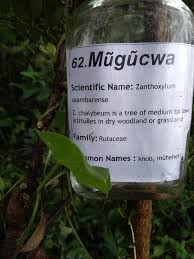 Image result for Zanthoxylum usambarense